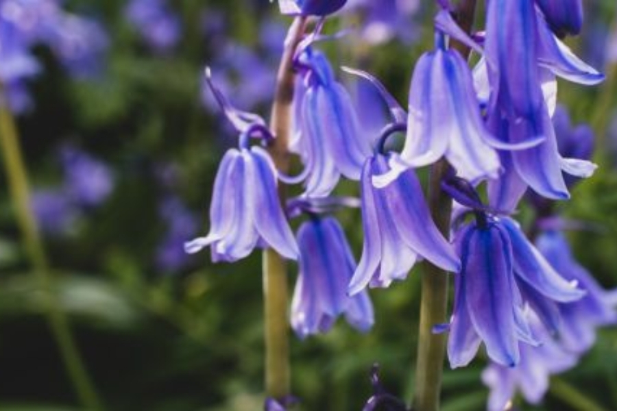 Bluebells