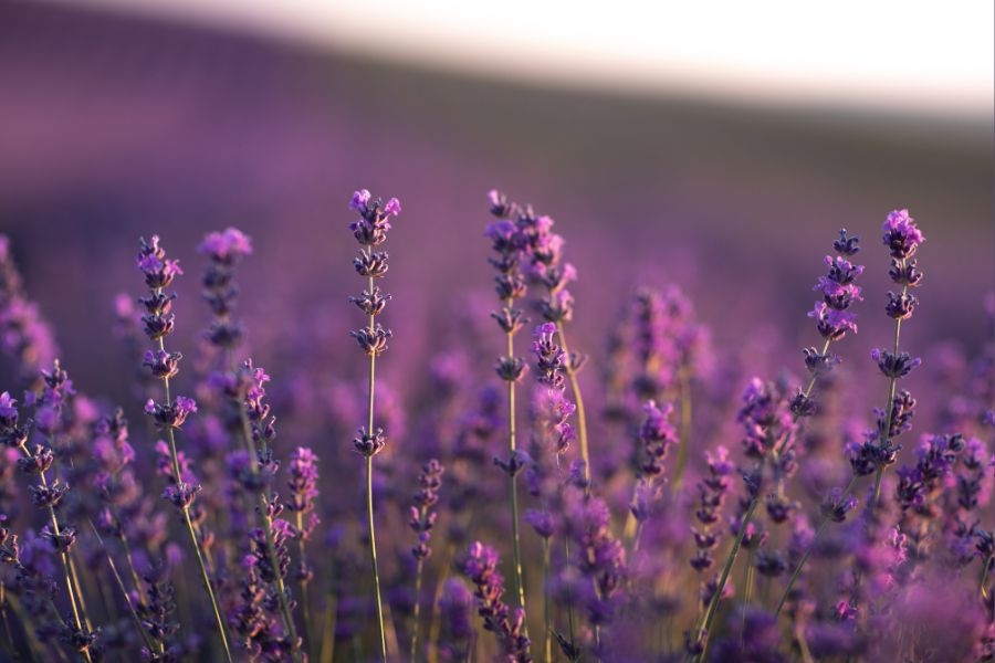 Lavender Bliss: Women’s Wellness Retreat